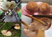 Hornstieliger Schwindling, Foto 7
