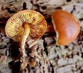 Hübscher Flämmling, Foto 6