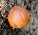 Hübscher Flämmling, Foto 7