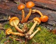 Hübscher Flämmling, Foto 9