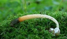 Hundsrute, Foto 12