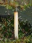 Hundsrute, Foto 27