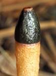 Hundsrute, Foto 31