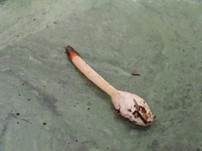 Hundsrute, Foto 6
