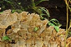 Hutbildender Mosaikschichtpilz, Foto 15