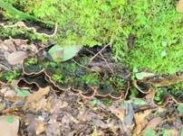 Hutbildender Mosaikschichtpilz, Foto 16