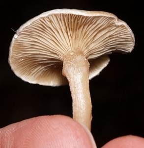 Bewimperter Filzkrempling, Foto 5