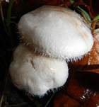 Bewimperter Filzkrempling, Foto 7