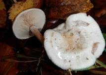 Bewimperter Filzkrempling, Foto 8