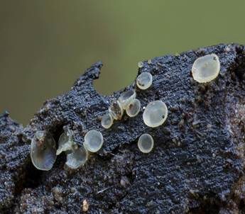 Hyalin-Knopfbecherchen, Foto 2