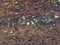 Hyalin-Knopfbecherchen, Foto 15