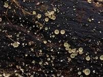Hyalin-Knopfbecherchen, Foto 7