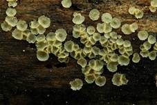 Hyalin-Knopfbecherchen, Foto 8