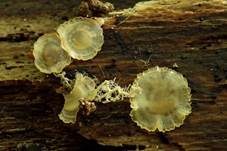Hyalin-Knopfbecherchen, Foto 9