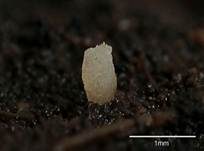 Hyalinspordungbecherling, Foto 5