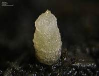 Hyalinspordungbecherling, Foto 6