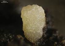 Hyalinspordungbecherling, Foto 9