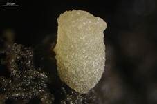 Hyalinspordungbecherling, Foto 10