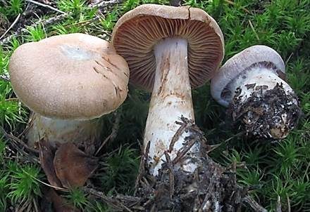 Hygrophaner Dickfuß, Foto 2