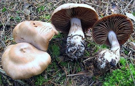 Hygrophaner Dickfuß, Foto 3