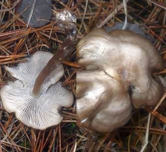 Hygrophaner Rasling, Foto 2
