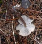 Hygrophaner Rasling, Foto 6