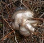 Hygrophaner Rasling, Foto 7