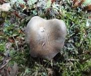 Hygrophaner Rasling, Foto 9