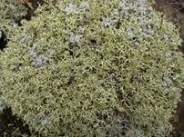 Igel-Cladonie, Foto 13