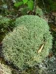Igel-Cladonie, Foto 9