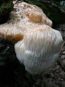 Igelstachelbart, Foto 3