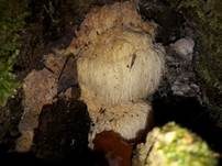 Igelstachelbart, Foto 24
