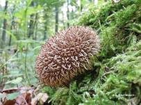 Igelstäubling, Foto 31