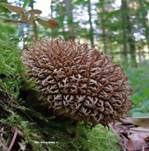 Igelstäubling, Foto 32