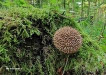 Igelstäubling, Foto 36