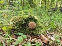 Igelstäubling, Foto 37