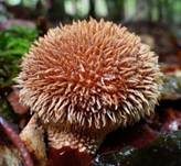 Igelstäubling, Foto 39