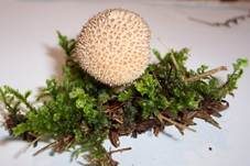 Igelstäubling, Foto 6