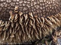 Igelstäubling, Foto 42
