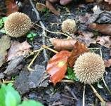 Igelstäubling, Foto 8