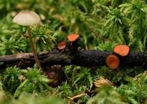 Bewimperter Schildborstling, Foto 12