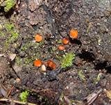 Bewimperter Schildborstling, Foto 22
