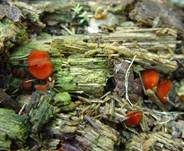 Bewimperter Schildborstling, Foto 24