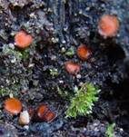 Bewimperter Schildborstling, Foto 25