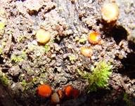 Bewimperter Schildborstling, Foto 27