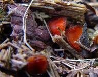 Bewimperter Schildborstling, Foto 29
