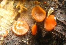 Bewimperter Schildborstling, Foto 31
