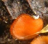 Bewimperter Schildborstling, Foto 32
