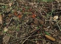 Bewimperter Schildborstling, Foto 33