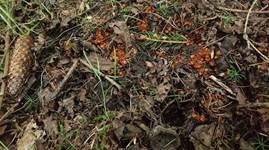 Bewimperter Schildborstling, Foto 34
